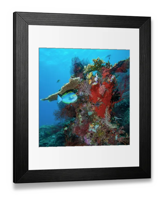 Framed Print : Eyemask surgeonfish (Acanthurus mata) hanging motionless beneath a ledge of Acropora table coral, while being serviced by a Cleaner wrasse (Labroides dimidiatus) Framed Print : Eyemask surgeonfish (Acanthurus mata) hanging motionless beneath a ledge of Acropora table coral, while being serviced by a Cleaner wrasse (Labroides dimidiatus)