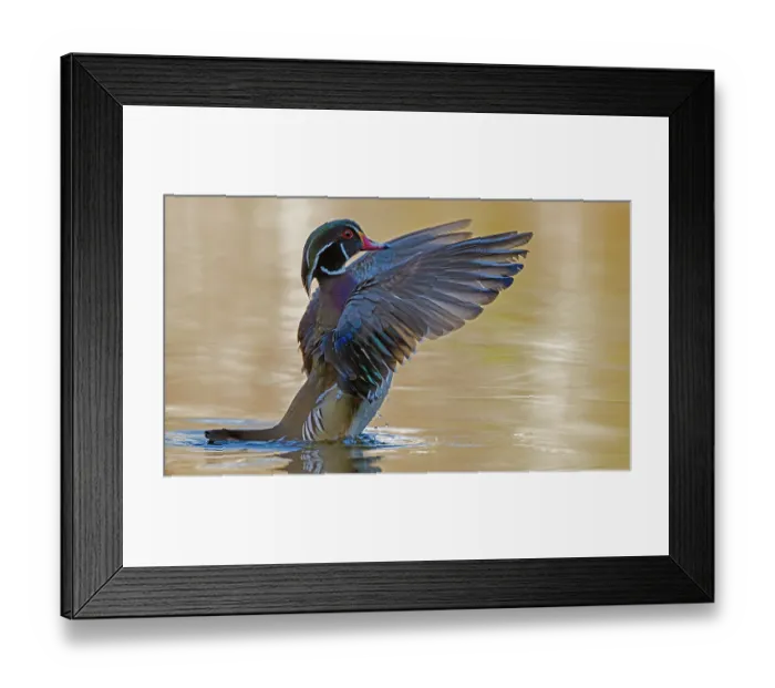 Framed Print : Wood duck (Aix sponsa) male in breeding plumage, stretching wings on water, Acadia National Park, Maine, USA. April Framed Print : Wood duck (Aix sponsa) male in breeding plumage, stretching wings on water, Acadia National Park, Maine, USA. April