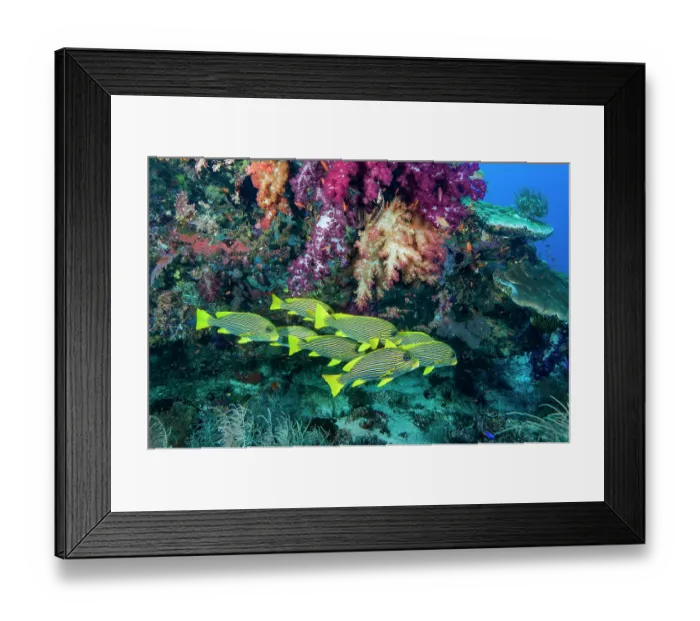 Framed Print : Group of Ribbon sweetlips (Plectorhinchus polytaenia) swimming over coral reef with soft corals (Dendronephthya sp.) Framed Print : Group of Ribbon sweetlips (Plectorhinchus polytaenia) swimming over coral reef with soft corals (Dendronephthya sp.)
