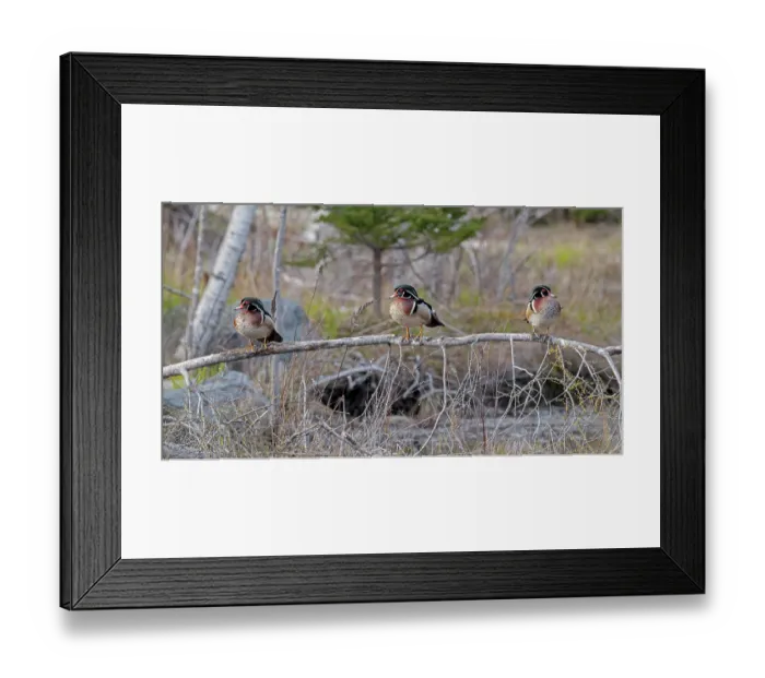 Framed Print : Three Wood duck (Aix sponsa) males in breeding plumage, perched on dead branch, Acadia National Park, Maine, USA. May Framed Print : Three Wood duck (Aix sponsa) males in breeding plumage, perched on dead branch, Acadia National Park, Maine, USA. May
