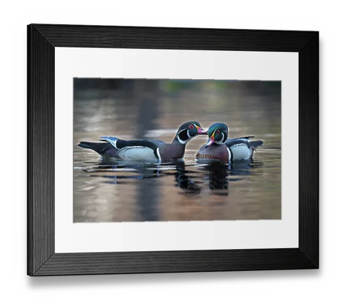 Framed Print : Two Wood duck (Aix sponsa) males in breeding plumage interacting on water, Acadia National Park, Maine, USA. April Framed Print : Two Wood duck (Aix sponsa) males in breeding plumage interacting on water, Acadia National Park, Maine, USA. April