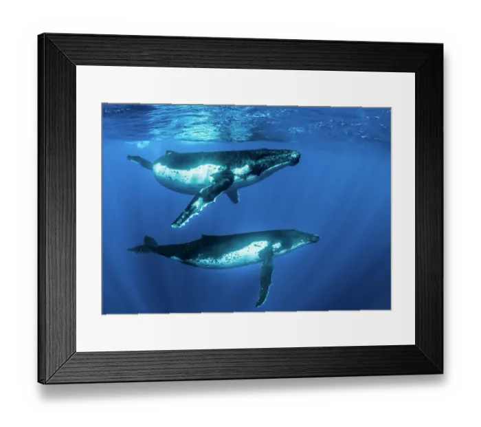 Framed Print : Two Humpback whales (Megaptera novaeangliae) swimming near the surface, Kingdom of Tonga, Pacific Ocean Framed Print : Two Humpback whales (Megaptera novaeangliae) swimming near the surface, Kingdom of Tonga, Pacific Ocean