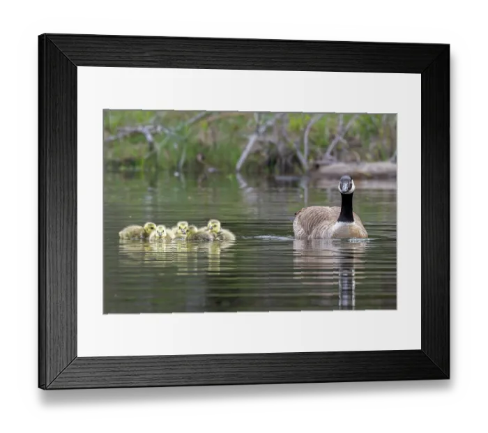 Framed Print : Canada goose (Branta canadensis) on water with newborn goslings, Acadia National Park, Maine, USA. May Framed Print : Canada goose (Branta canadensis) on water with newborn goslings, Acadia National Park, Maine, USA. May