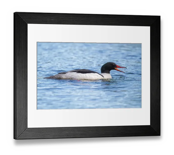 Framed Print : Common merganser (Mergus merganser) on water, calling, Somes Sound near Acadia National Park, Maine, USA. May Framed Print : Common merganser (Mergus merganser) on water, calling, Somes Sound near Acadia National Park, Maine, USA. May