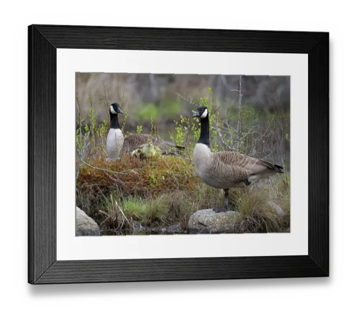 Framed Print : Canada geese (Branta canadensis) pair with newborn goslings standing at edge of a beaver pond, Acadia National Park, Maine, USA. May Framed Print : Canada geese (Branta canadensis) pair with newborn goslings standing at edge of a beaver pond, Acadia National Park, Maine, USA. May