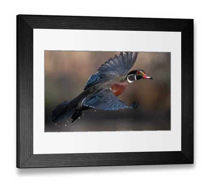 Framed Print : Wood duck (Aix sponsa) male in breeding plumage, in flight, Acadia National Park, Maine, USA. May Framed Print : Wood duck (Aix sponsa) male in breeding plumage, in flight, Acadia National Park, Maine, USA. May