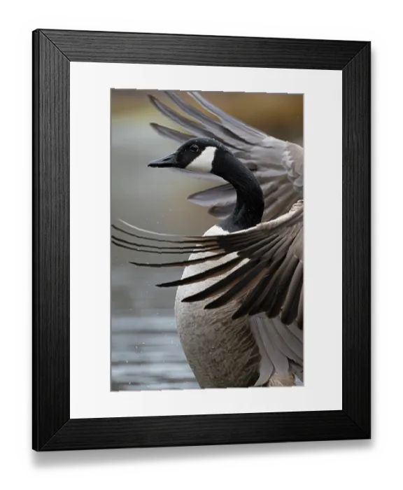 Framed Print : Canada goose (Branta canadensis) stretching its wings, portrait, Acadia National Park, Maine, USA. April