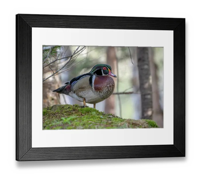 Framed Print : Wood duck (Aix sponsa) male in breeding plumage standing in woodland, Acadia National Park, Maine, USA. May Framed Print : Wood duck (Aix sponsa) male in breeding plumage standing in woodland, Acadia National Park, Maine, USA. May