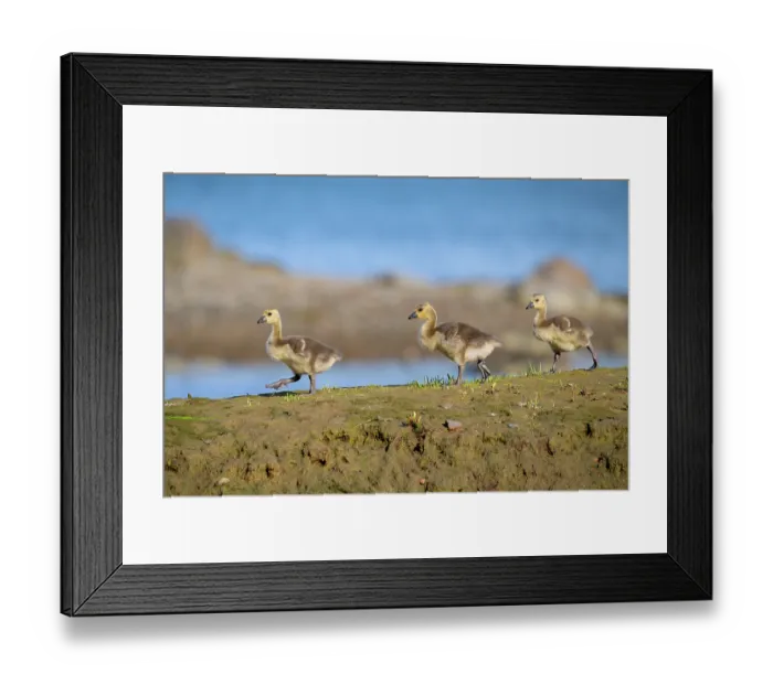 Framed Print : Three Canada goose (Branta canadensis) goslings, walking in a line, Somes Sound near Acadia National Park, Maine, USA. May Framed Print : Three Canada goose (Branta canadensis) goslings, walking in a line, Somes Sound near Acadia National Park, Maine, USA. May