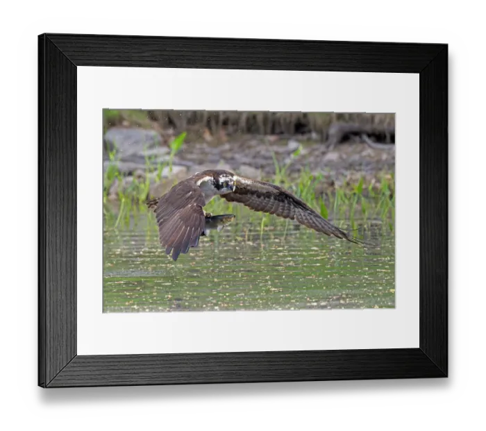 Framed Print : Osprey (Pandion haliaetus) catching Alewife (Alosa pseudoharengus) prey, Somes Sound, Acadia National Park, Maine, USA. May Framed Print : Osprey (Pandion haliaetus) catching Alewife (Alosa pseudoharengus) prey, Somes Sound, Acadia National Park, Maine, USA. May