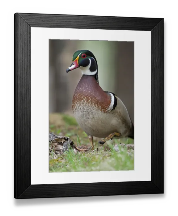 Framed Print : Wood duck (Aix sponsa) male in breeding plumage, portrait, Acadia National Park, Maine, USA. May