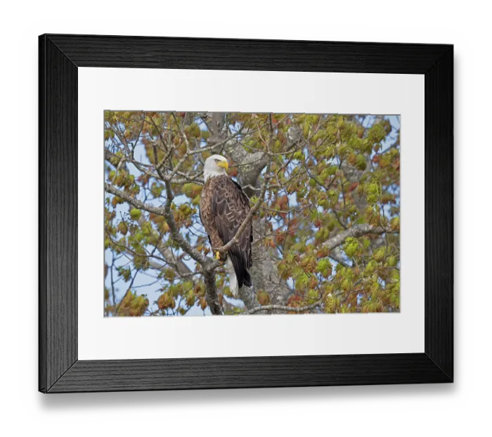 Framed Print : Bald eagle (Haliaeetus leucocephalus) perched in tree, Somes Sound near Acadia National Park, Maine, USA. May Framed Print : Bald eagle (Haliaeetus leucocephalus) perched in tree, Somes Sound near Acadia National Park, Maine, USA. May