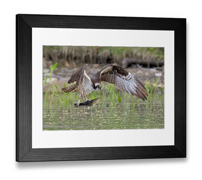 Framed Print : Osprey (Pandion haliaetus) catching Alewife (Alosa pseudoharengus) prey, Somes Sound, Acadia National Park, Maine, USA. May Framed Print : Osprey (Pandion haliaetus) catching Alewife (Alosa pseudoharengus) prey, Somes Sound, Acadia National Park, Maine, USA. May