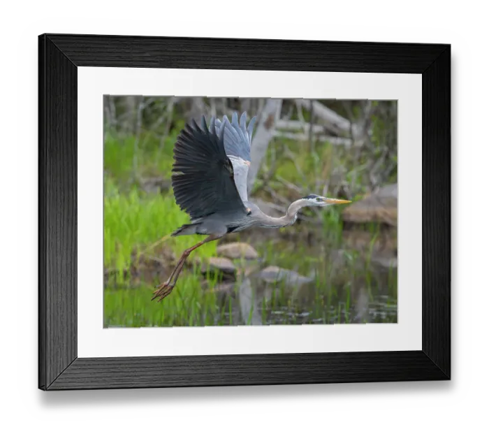 Framed Print : Great blue heron (Ardea herodias) taking flight from pond, Acadia National Park, Maine, USA. May Framed Print : Great blue heron (Ardea herodias) taking flight from pond, Acadia National Park, Maine, USA. May
