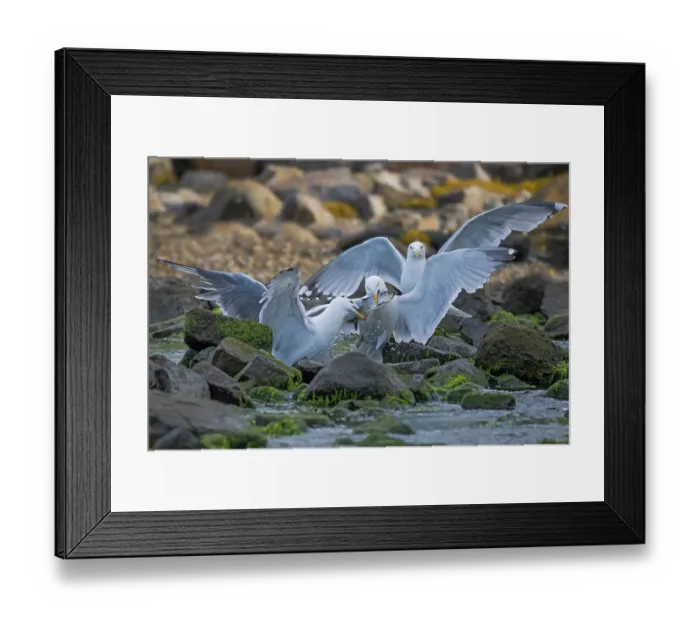 Framed Print : Three Herring gulls (Larus argentatus) squabbling over Alewife (Alosa pseudoharengus) prey, Acadia National Park, Maine, USA. June