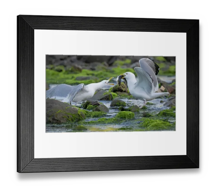 Framed Print : Two Herring gulls (Larus argentatus) squabbling over Alewife (Alosa pseudoharengus) prey, Acadia National Park, Maine, USA. June Framed Print : Two Herring gulls (Larus argentatus) squabbling over Alewife (Alosa pseudoharengus) prey, Acadia National Park, Maine, USA. June
