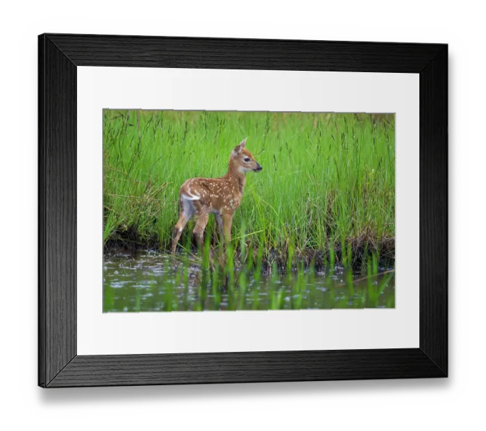 Framed Print : White-tailed deer (Odocoileus virginianus) fawn standing in a beaver pond, Acadia National Park, Maine, USA. June Framed Print : White-tailed deer (Odocoileus virginianus) fawn standing in a beaver pond, Acadia National Park, Maine, USA. June