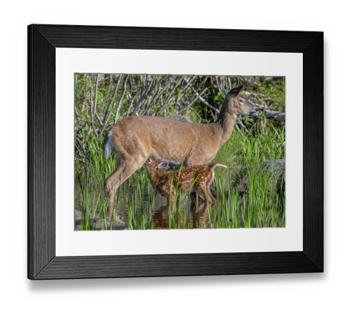 Framed Print : White-tailed deer (Odocoileus virginianus) female nursing her fawn, Acadia National Park, Maine, USA. June Framed Print : White-tailed deer (Odocoileus virginianus) female nursing her fawn, Acadia National Park, Maine, USA. June