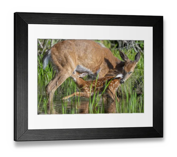 Framed Print : White-tailed deer (Odocoileus virginianus) female nursing her fawn, Acadia National Park, Maine, USA. June Framed Print : White-tailed deer (Odocoileus virginianus) female nursing her fawn, Acadia National Park, Maine, USA. June