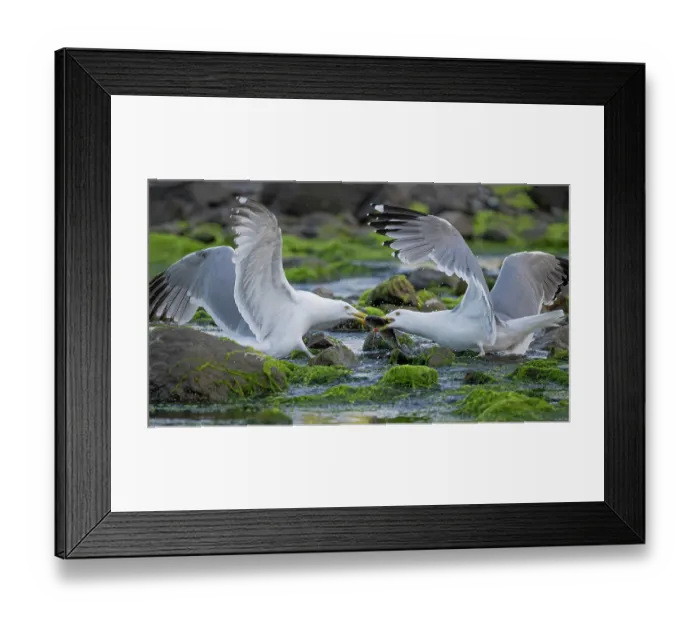 Framed Print : Two Herring gulls (Larus argentatus) squabbling over Alewife (Alosa pseudoharengus) prey, Acadia National Park, Maine, USA. June Framed Print : Two Herring gulls (Larus argentatus) squabbling over Alewife (Alosa pseudoharengus) prey, Acadia National Park, Maine, USA. June