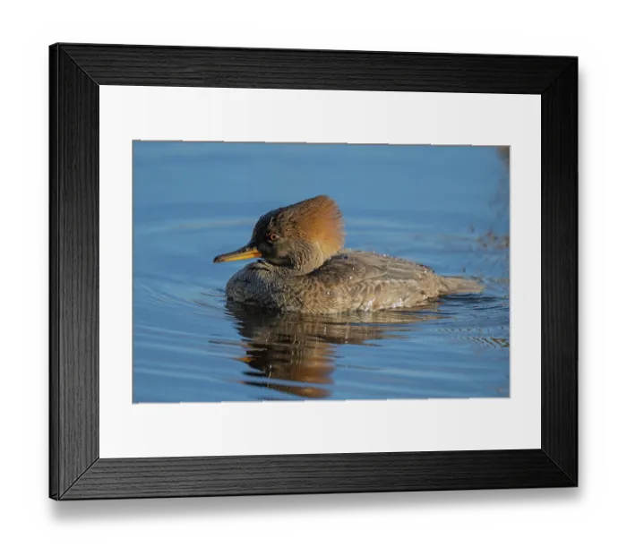 Framed Print : Hooded merganser (Lophodytes cucullatus) on water, Acadia National Park, Maine, USA. November Framed Print : Hooded merganser (Lophodytes cucullatus) on water, Acadia National Park, Maine, USA. November