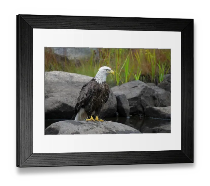Framed Print : Bald eagle (Haliaeetus leucocephalus) perched on rock at edge of a beaver pond, Acadia National Park, Maine, USA. September Framed Print : Bald eagle (Haliaeetus leucocephalus) perched on rock at edge of a beaver pond, Acadia National Park, Maine, USA. September