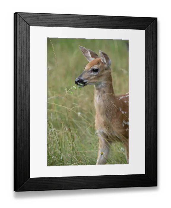 Framed Print : White-tailed deer (Odocoileus virginianus) fawn, head portrait, Acadia National Park, Maine, USA. July Framed Print : White-tailed deer (Odocoileus virginianus) fawn, head portrait, Acadia National Park, Maine, USA. July