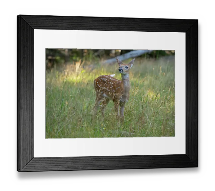 Framed Print : White-tailed deer (Odocoileus virginianus) fawn, standing in grassland, Acadia National Park, Maine, USA. July Framed Print : White-tailed deer (Odocoileus virginianus) fawn, standing in grassland, Acadia National Park, Maine, USA. July