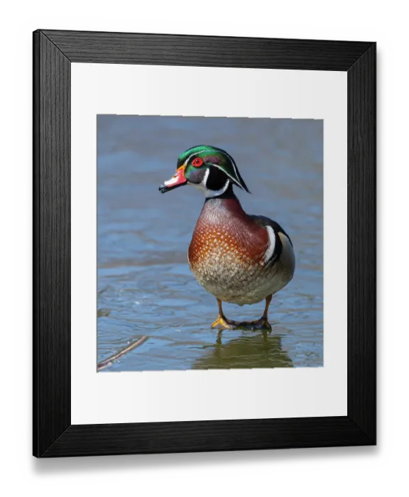Framed Print : RF - Wood duck (Aix sponsa) male in breeding plumage, walking on a frozen pond, Acadia National Park, Maine, USA. April Framed Print : RF - Wood duck (Aix sponsa) male in breeding plumage, walking on a frozen pond, Acadia National Park, Maine, USA. April