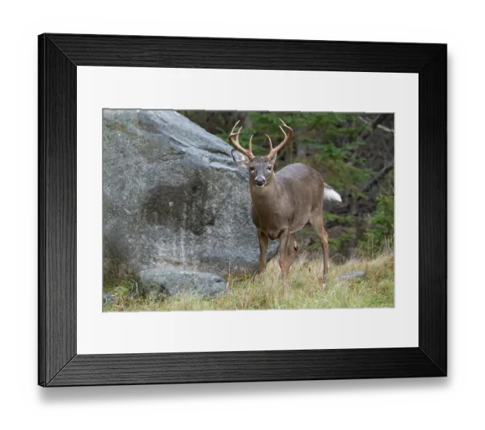 Framed Print : White-tailed deer (Odocoileus virginianus) buck, portrait, Acadia National Park, Maine, USA. October Framed Print : White-tailed deer (Odocoileus virginianus) buck, portrait, Acadia National Park, Maine, USA. October