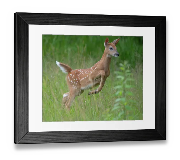 Framed Print : RF - White-tailed deer (Odocoileus virginianus) fawn leaping through grassland, Acadia National Park, Maine, USA. July Framed Print : RF - White-tailed deer (Odocoileus virginianus) fawn leaping through grassland, Acadia National Park, Maine, USA. July