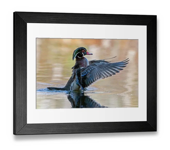 Framed Print : RF - Wood duck (Aix sponsa) male in breeding plumage, stretching its wings, Acadia National Park, Maine, USA. April Framed Print : RF - Wood duck (Aix sponsa) male in breeding plumage, stretching its wings, Acadia National Park, Maine, USA. April