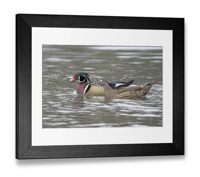 Framed Print : RF - Wood ducks (Aix sponsa) pair on water in early spring rainfall, Acadia National Park, Maine, USA. April Framed Print : RF - Wood ducks (Aix sponsa) pair on water in early spring rainfall, Acadia National Park, Maine, USA. April