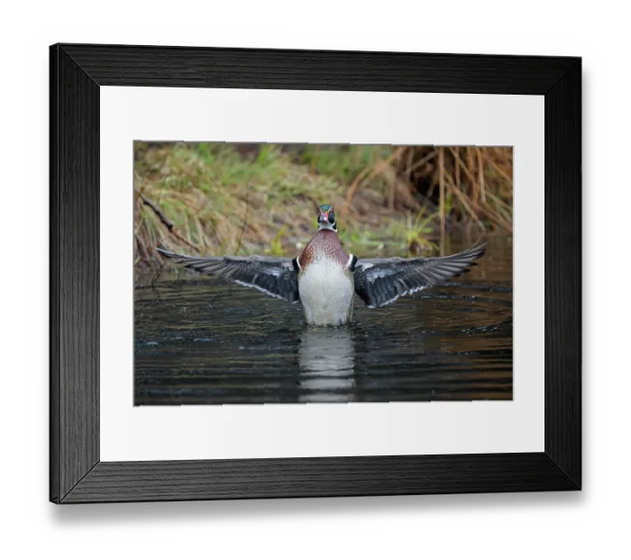 Framed Print : RF - Wood duck (Aix sponsa) male in breeding plumage, stretching its wings, Acadia National Park, Maine, USA. April Framed Print : RF - Wood duck (Aix sponsa) male in breeding plumage, stretching its wings, Acadia National Park, Maine, USA. April