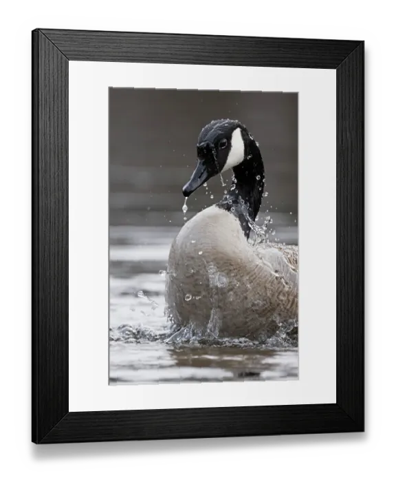 Framed Print : RF - Canada goose (Branta canadensis) bathing in pond, Acadia National Park, Maine, USA. April. (This image may be licensed either as rights managed or royalty free.) Framed Print : RF - Canada goose (Branta canadensis) bathing in pond, Acadia National Park, Maine, USA. April. (This image may be licensed either as rights managed or royalty free.)