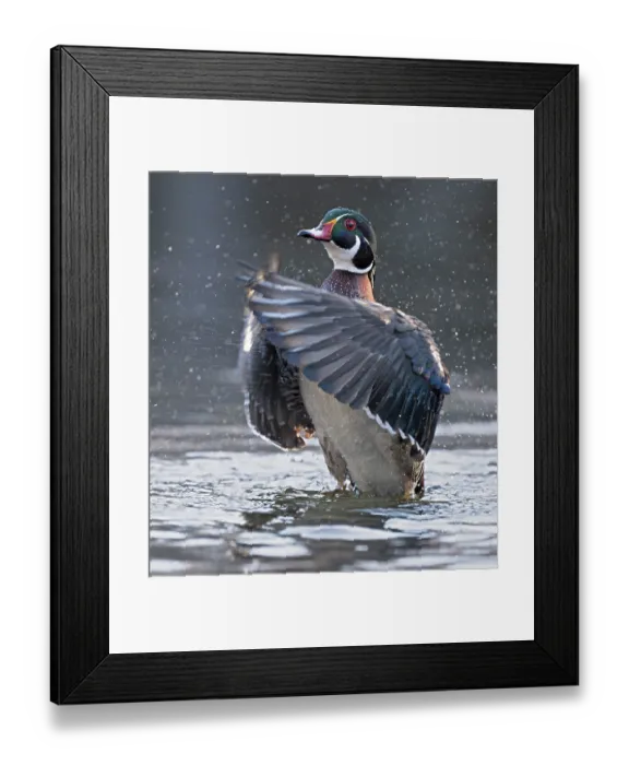 Framed Print : RF - Wood duck (Aix sponsa) male in breeding plumage, stretching its wings, Acadia National Park, Maine, USA. April Framed Print : RF - Wood duck (Aix sponsa) male in breeding plumage, stretching its wings, Acadia National Park, Maine, USA. April