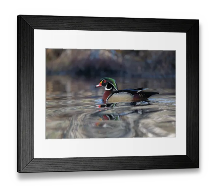 Framed Print : RF - Wood duck (Aix sponsa) male in breeding plumage on water, Acadia National Park, Maine, USA. April. (This image may be licensed either as rights managed or royalty free.) Framed Print : RF - Wood duck (Aix sponsa) male in breeding plumage on water, Acadia National Park, Maine, USA. April. (This image may be licensed either as rights managed or royalty free.)