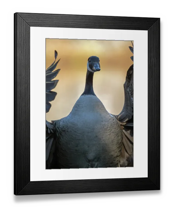 Framed Print : RF - Canada goose (Branta canadensis) portrait, Acadia National Park, Maine, USA. April. (This image may be licensed either as rights managed or royalty free.) Framed Print : RF - Canada goose (Branta canadensis) portrait, Acadia National Park, Maine, USA. April. (This image may be licensed either as rights managed or royalty free.)