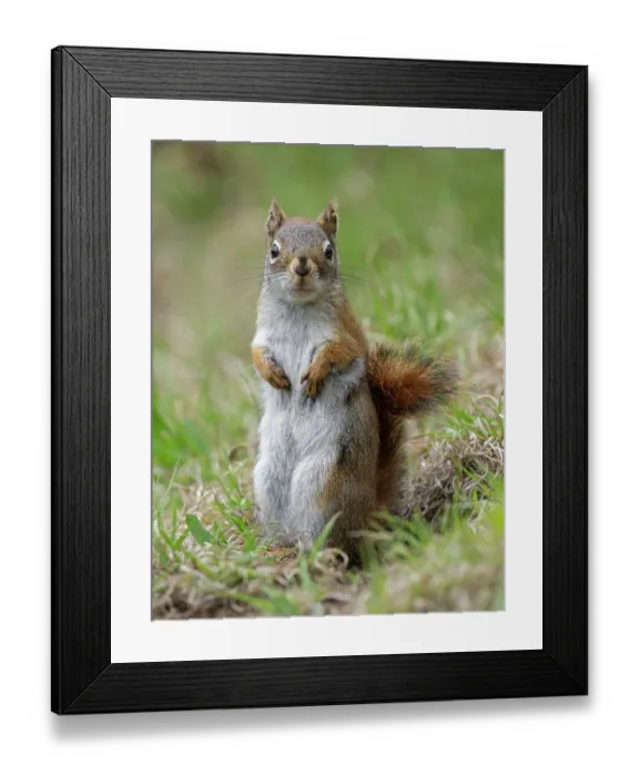 Framed Print : RF - American red squirrel (Tamiasciurus hudsonicus) portrait, Acadia National Park, Maine, USA. May. (This image may be licensed either as rights managed or royalty free.) Framed Print : RF - American red squirrel (Tamiasciurus hudsonicus) portrait, Acadia National Park, Maine, USA. May. (This image may be licensed either as rights managed or royalty free.)