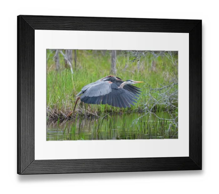 Framed Print : RF - Great blue heron (Ardea herodias) taking flight from pond, Acadia National Park, Maine, USA. May. (This image may be licensed either as rights managed or royalty free.) Framed Print : RF - Great blue heron (Ardea herodias) taking flight from pond, Acadia National Park, Maine, USA. May. (This image may be licensed either as rights managed or royalty free.)