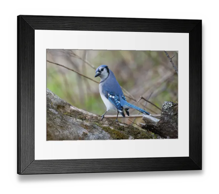 Framed Print : RF - Blue jay (Cyanocitta cristata) perched on branch, Acadia National Park, Maine, USA. May. (This image may be licensed either as rights managed or royalty free.) Framed Print : RF - Blue jay (Cyanocitta cristata) perched on branch, Acadia National Park, Maine, USA. May. (This image may be licensed either as rights managed or royalty free.)