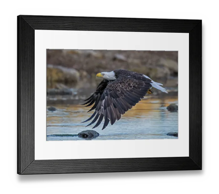 Framed Print : RF - Bald eagle (Haliaeetus leucocephalus) in flight over water, Somes Sound near Acadia National Park, Maine, USA. June Framed Print : RF - Bald eagle (Haliaeetus leucocephalus) in flight over water, Somes Sound near Acadia National Park, Maine, USA. June
