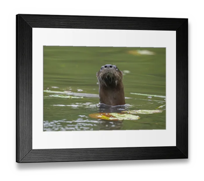 Framed Print : RF - North American river otter (Lontra canadensis) in water, Acadia National Park, Maine, USA. September. (This image may be licensed either as rights managed or royalty free.) Framed Print : RF - North American river otter (Lontra canadensis) in water, Acadia National Park, Maine, USA. September. (This image may be licensed either as rights managed or royalty free.)