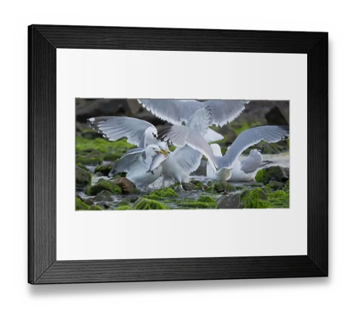 Framed Print : RF - Herring gulls (Larus argentatus) flock squabbling over Alewife (Alosa pseudoharengus) prey, Acadia National Park, Maine, USA. August Framed Print : RF - Herring gulls (Larus argentatus) flock squabbling over Alewife (Alosa pseudoharengus) prey, Acadia National Park, Maine, USA. August