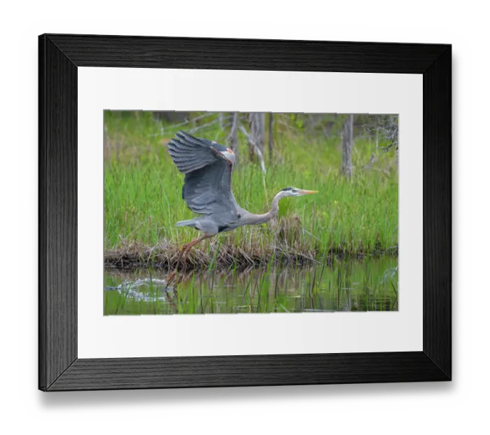 Framed Print : RF - Great blue heron (Ardea herodias) taking flight from pond, Acadia National Park, Maine, USA. May. (This image may be licensed either as rights managed or royalty free.) Framed Print : RF - Great blue heron (Ardea herodias) taking flight from pond, Acadia National Park, Maine, USA. May. (This image may be licensed either as rights managed or royalty free.)