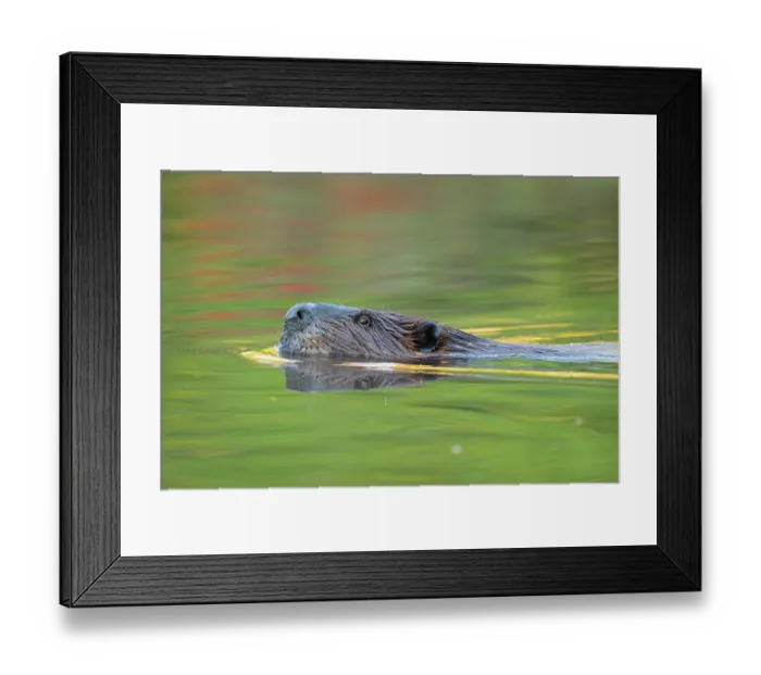 Framed Print : RF - North American beaver (Castor canadensis) swimming at sunrise, Acadia National Park, Maine, USA. September Framed Print : RF - North American beaver (Castor canadensis) swimming at sunrise, Acadia National Park, Maine, USA. September