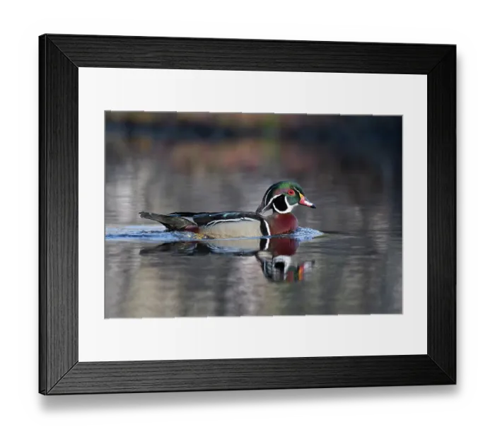 Framed Print : RF - Wood duck (Aix sponsa) male in breeding plumage on water, Acadia National Park, Maine, USA. April. (This image may be licensed either as rights managed or royalty free.) Framed Print : RF - Wood duck (Aix sponsa) male in breeding plumage on water, Acadia National Park, Maine, USA. April. (This image may be licensed either as rights managed or royalty free.)