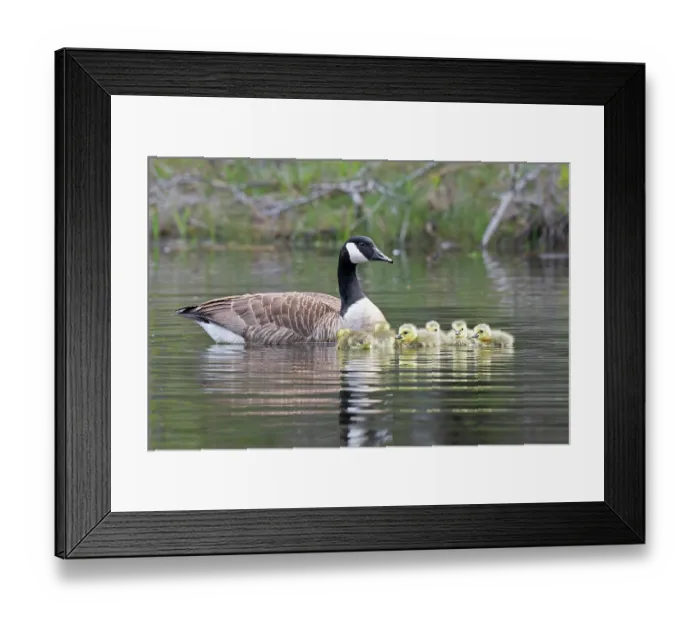 Framed Print : RF - Canada goose (Branta canadensis) on water with newborn goslings, Acadia National Park, Maine, USA. May. (This image may be licensed either as rights managed or royalty free.) Framed Print : RF - Canada goose (Branta canadensis) on water with newborn goslings, Acadia National Park, Maine, USA. May. (This image may be licensed either as rights managed or royalty free.)