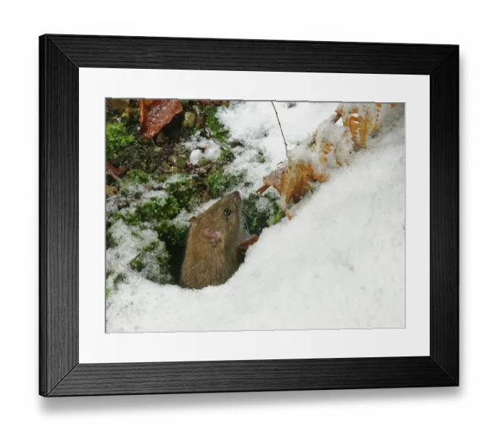 Framed Print : Brown rat (Rattus norvegicus) emerging from its burrow in a garden flowerbed at night after recent snow, Wiltshire, England, UK. January Framed Print : Brown rat (Rattus norvegicus) emerging from its burrow in a garden flowerbed at night after recent snow, Wiltshire, England, UK. January