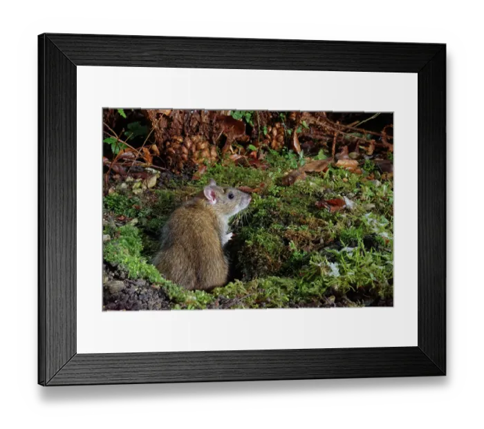 Framed Print : Brown rat (Rattus norvegicus) emerging from its burrow in a garden flowerbed at night after recent snow, Wiltshire, England, UK. January